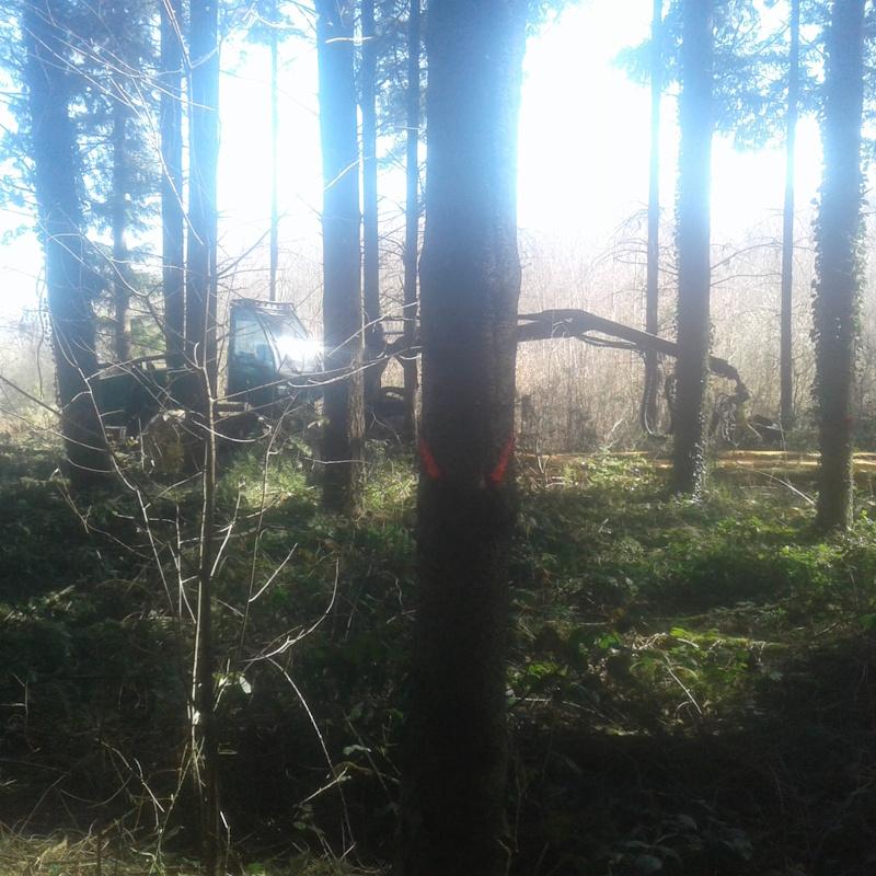 Marquage et éclaircie d'une futaie régulière de douglas