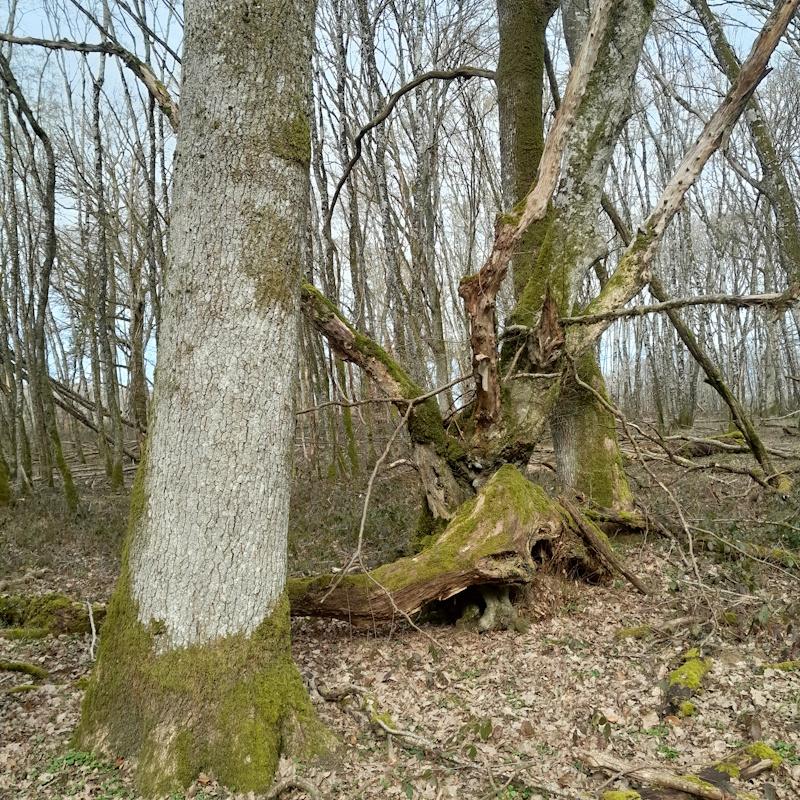 Estimation de vieux chênes