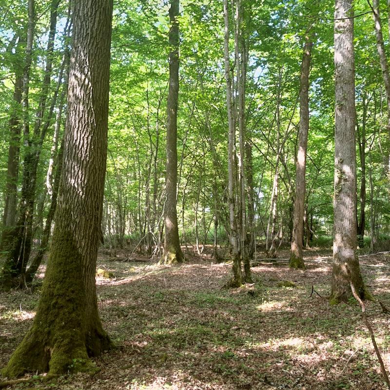 PSG volontaire - Mélange futaie taillis chêne charme riche