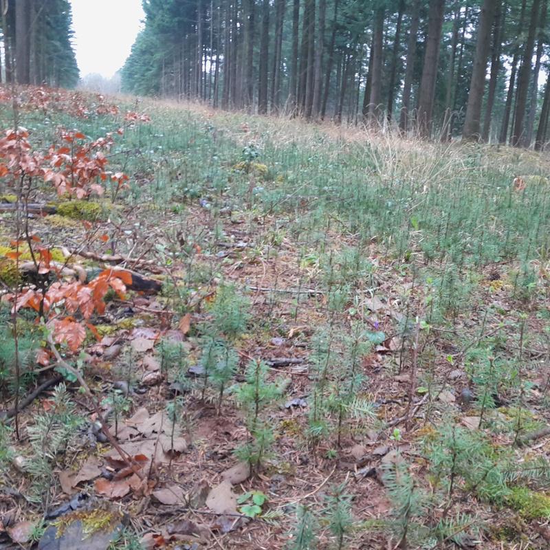 PSG volontaire - Régénération naturelle de douglas