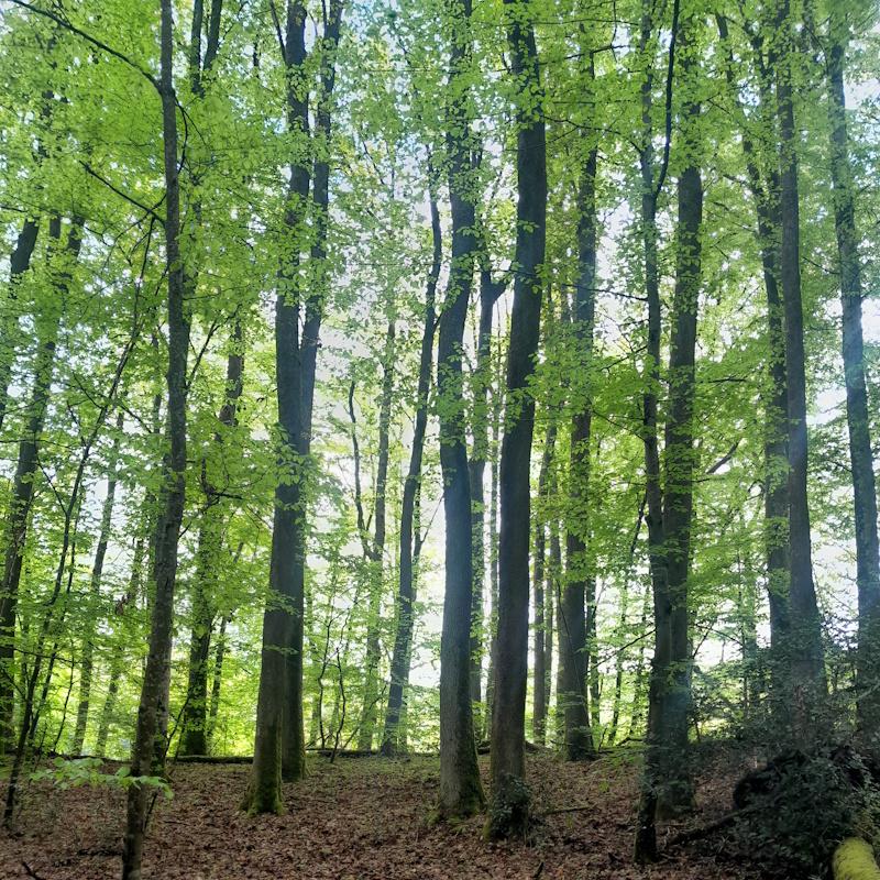 PSG volontaire - Futaie chêne hêtre