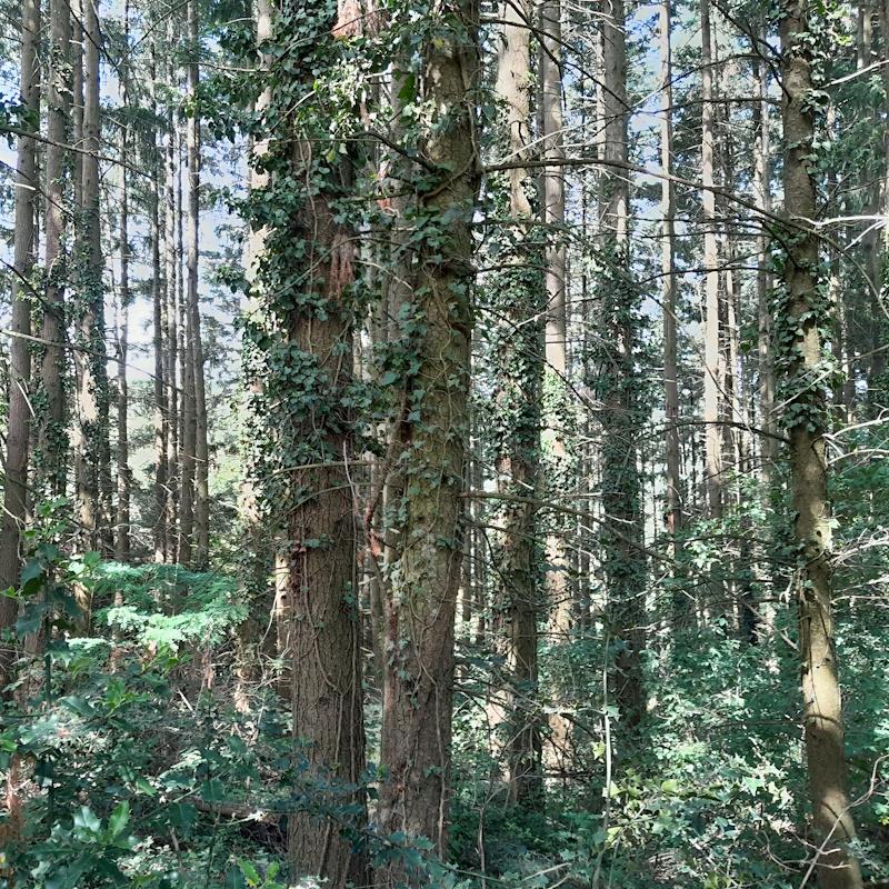 PSG volontaire - Mélange douglas et feuillus