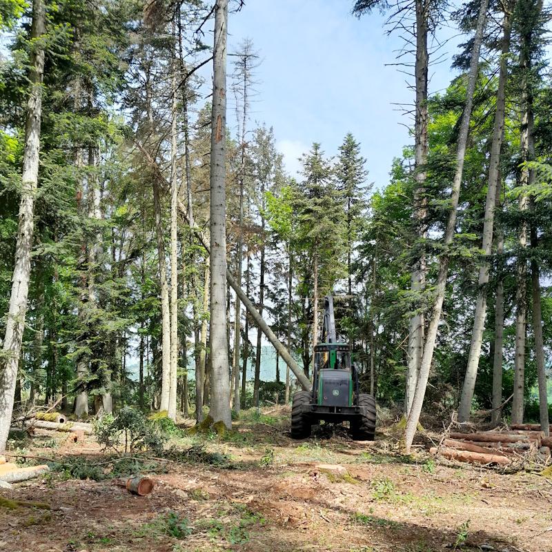 Exploitation de bois à l'abatteuse