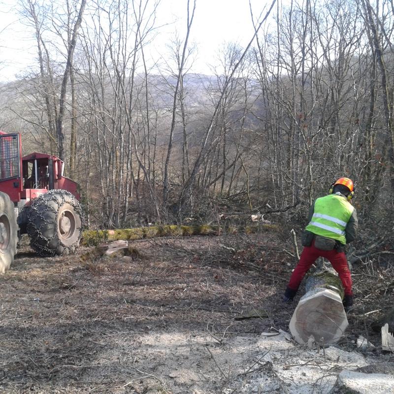 Exploitation de chênes
