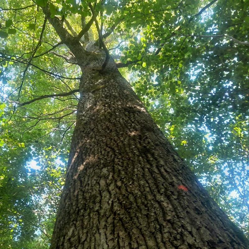 Gros chêne dans une propriété possédant un CBPS+