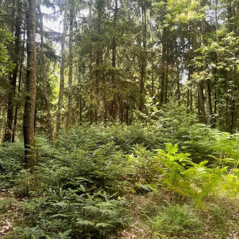 Favoriser la régénération naturelle, des travaux prévus dans le CBPS+