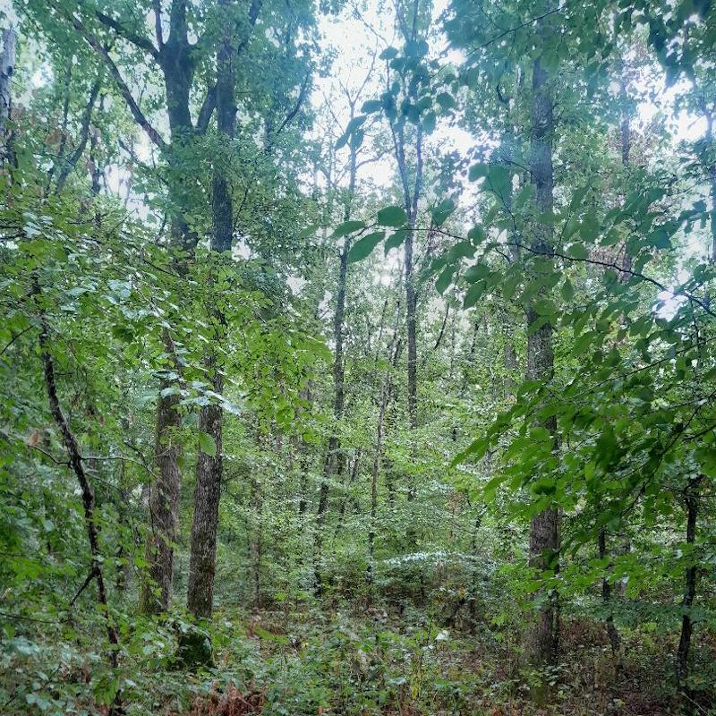 Le mélange d'essences forestières favorisées par le CBPS+