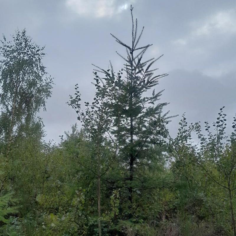 Une plantation redynamisée grâce à un CBPS+