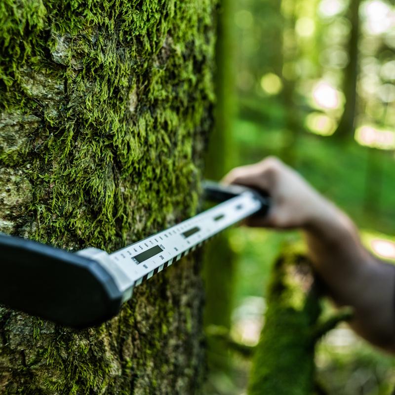 Estimation d'une forêt