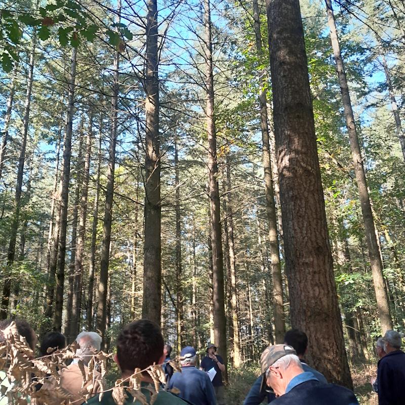 Douglas en limite de station