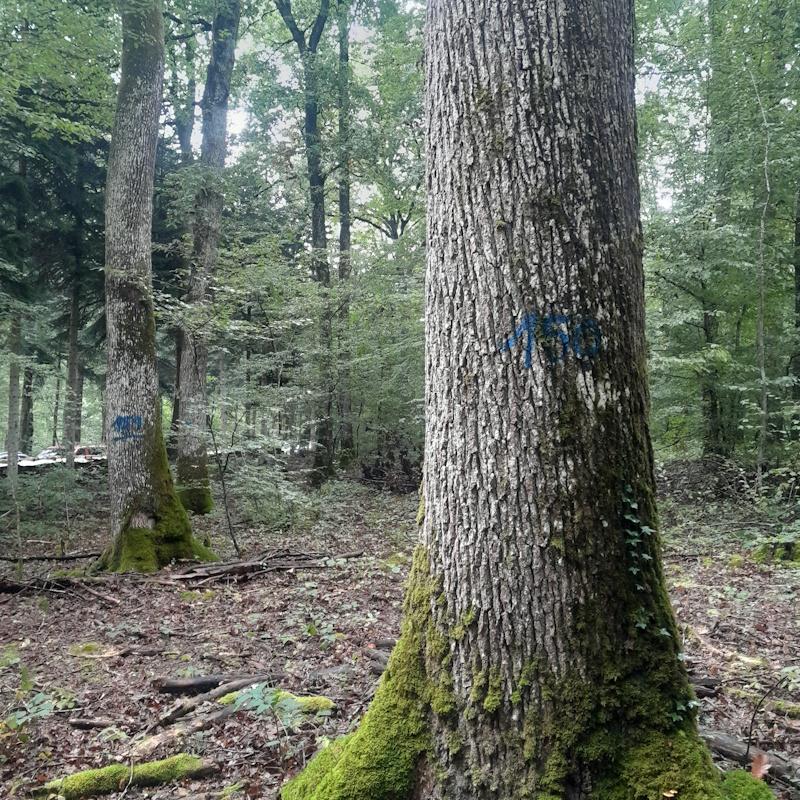 Très gros chêne du marteloscope