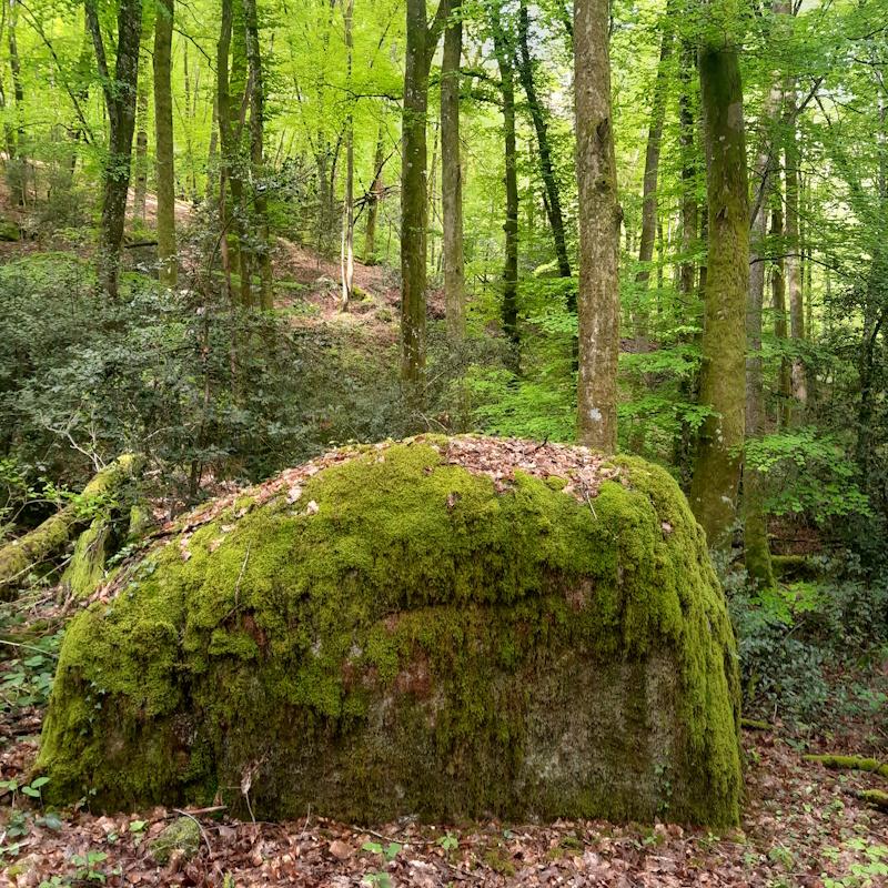 Une forêt multifonctionnelle