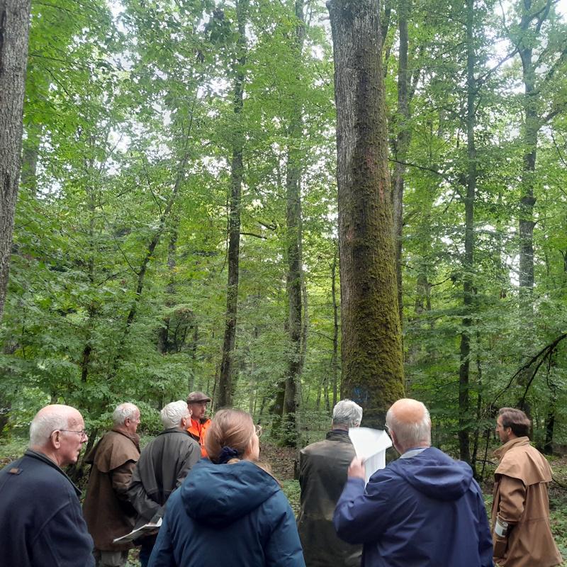 Discussions autour d'un chêne