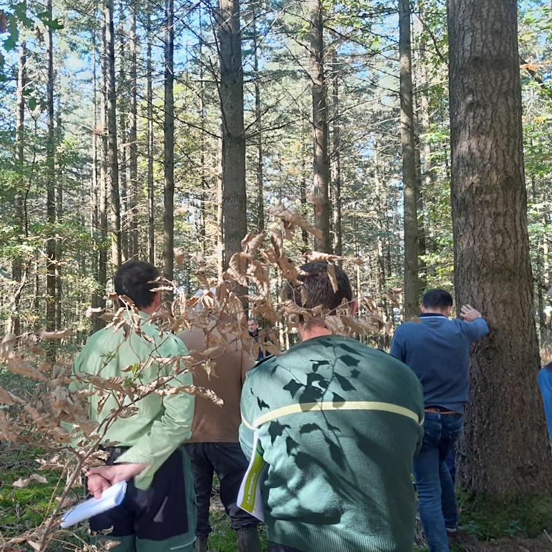 Discussions dans une parcelle de douglas