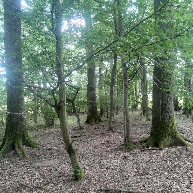 Une forêt de production