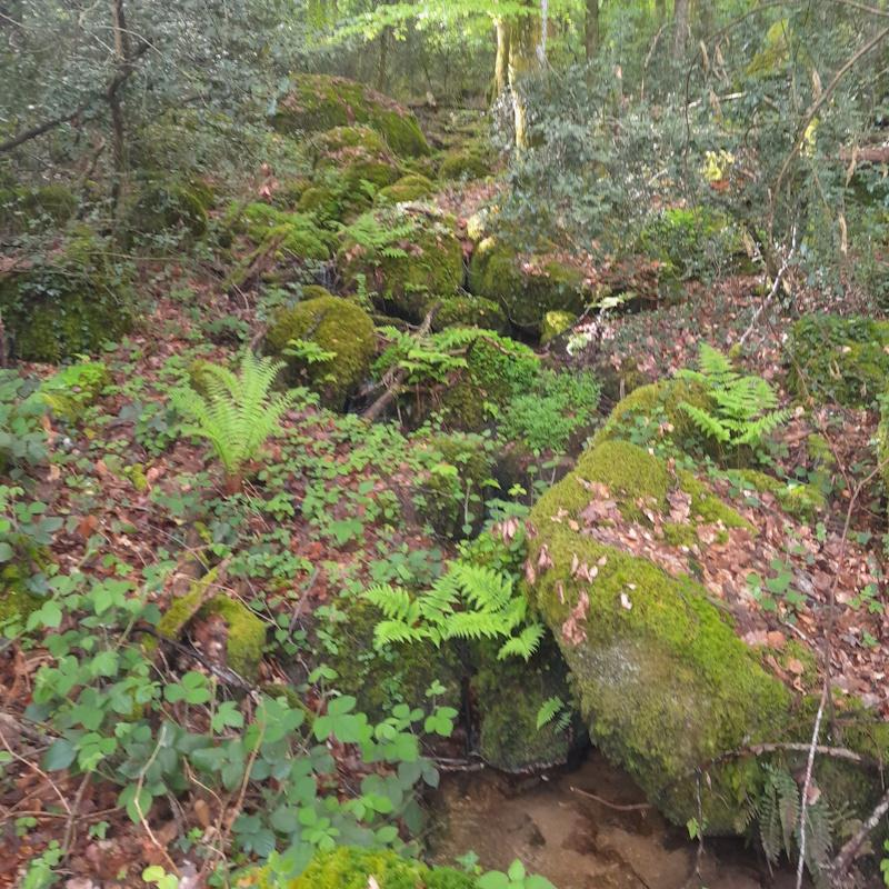 Forêt et gestion de l'eau