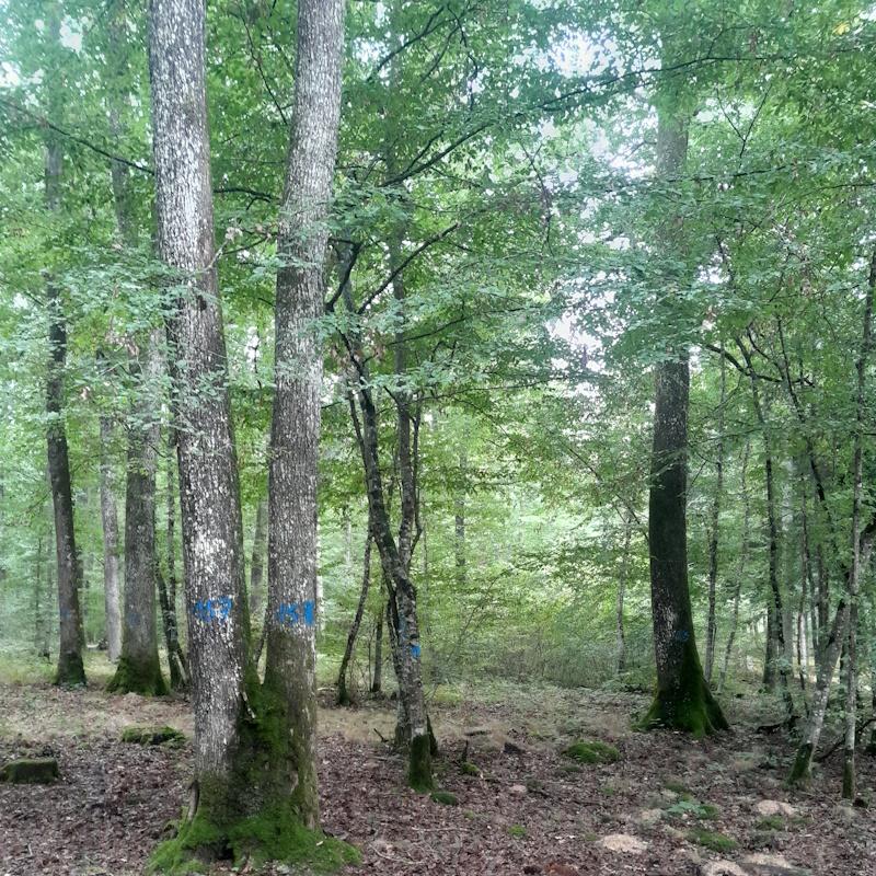 Tous les arbres du marteloscope sont numérotés