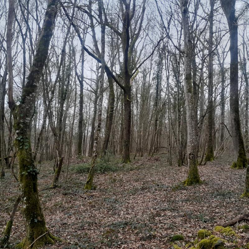 Produire du bois de chauffage n'est plus une priorité