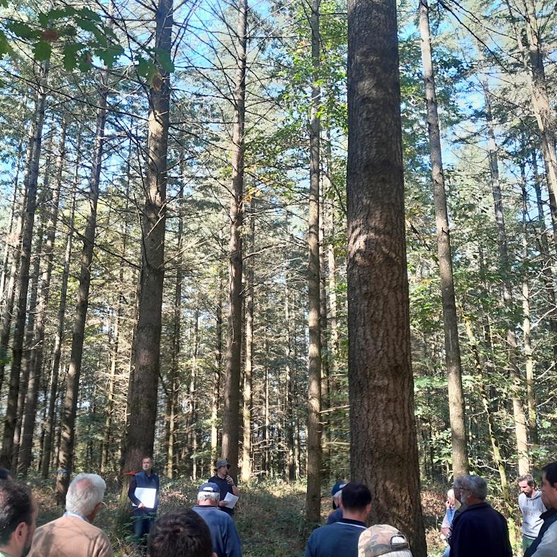 Autécologie du douglas