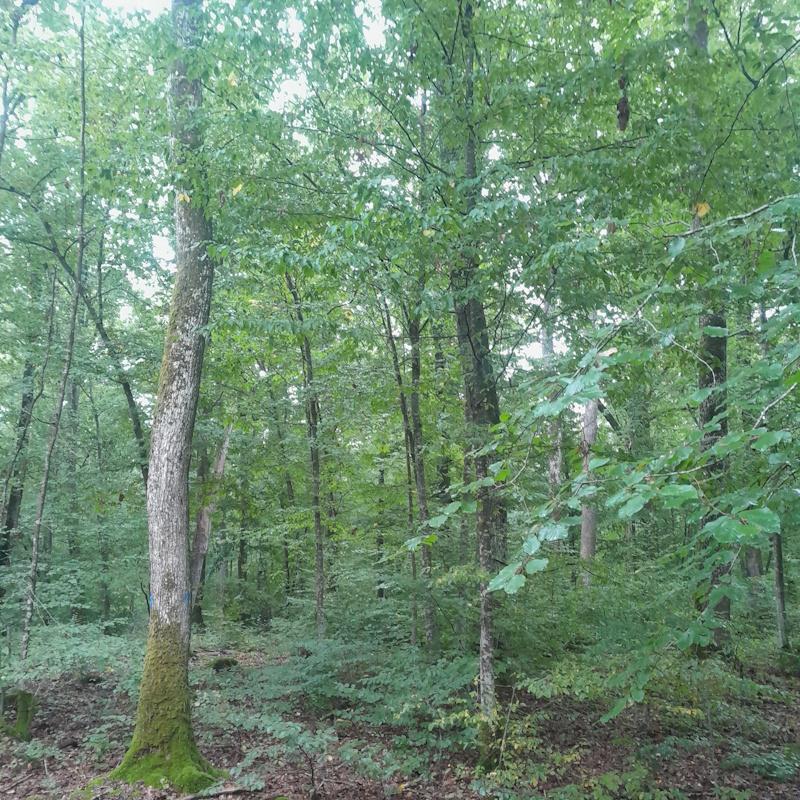 Des zones se régénèrent naturellement