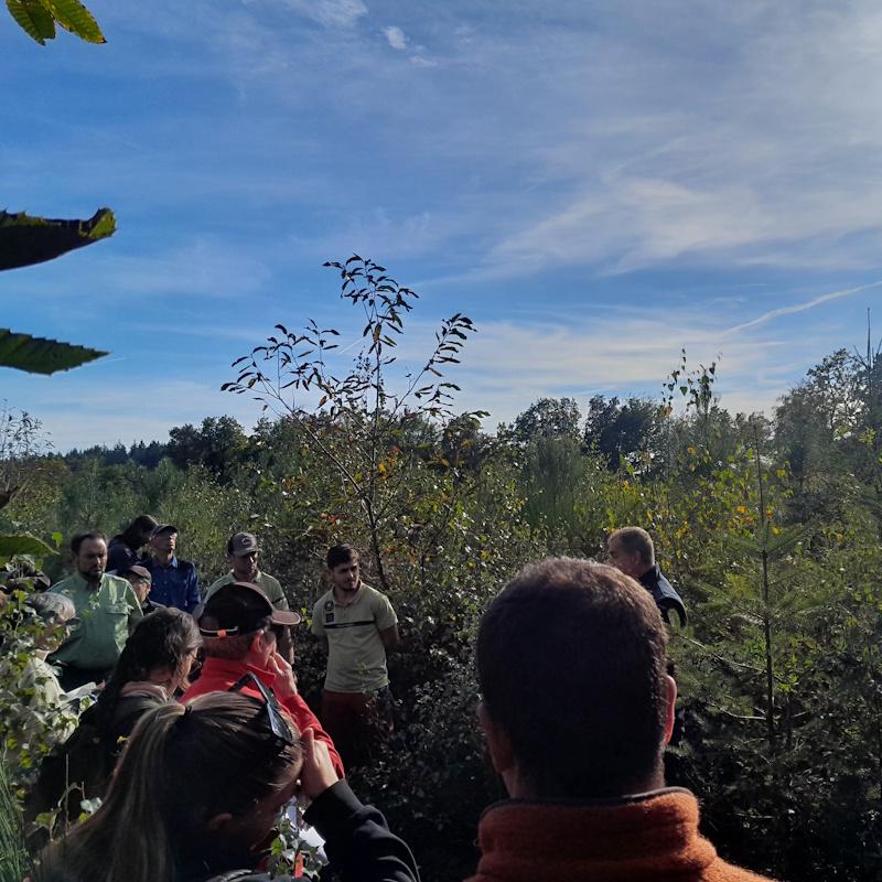 Plantation forestière mélangée