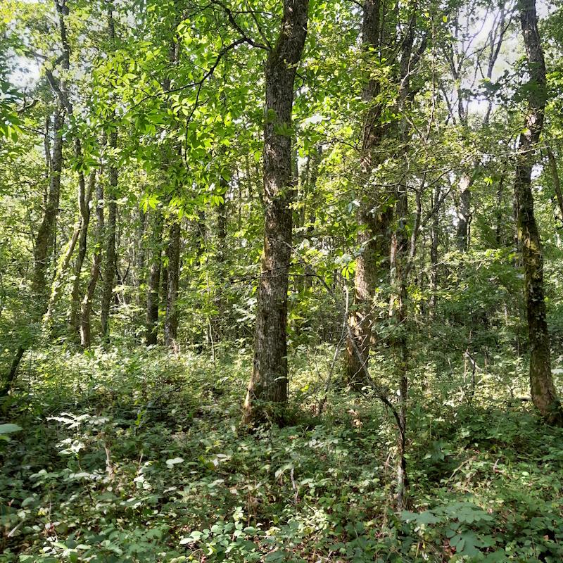 Régénérer les forêts pour les générations futures