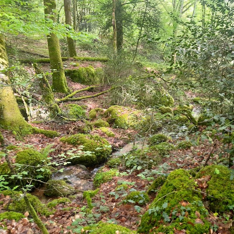 Gestion des zones humides en forêt