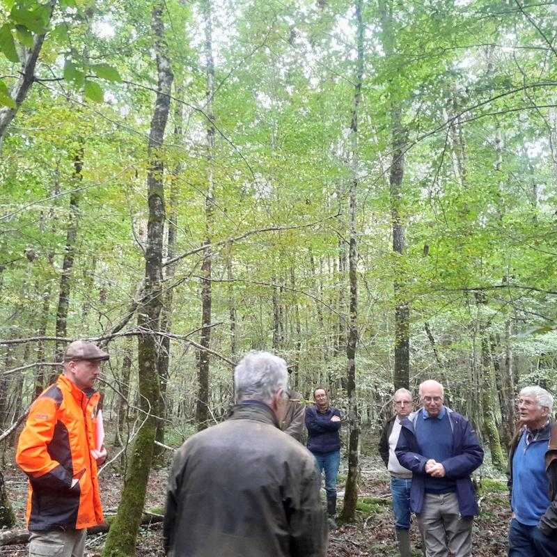 Discussion dans une jeune futaie régulière de chênes