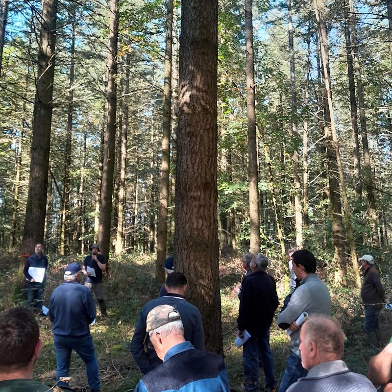 Réunion forestière douglas