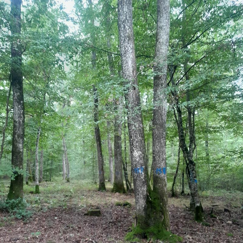 Des souches d'aniennes coupes de chêne