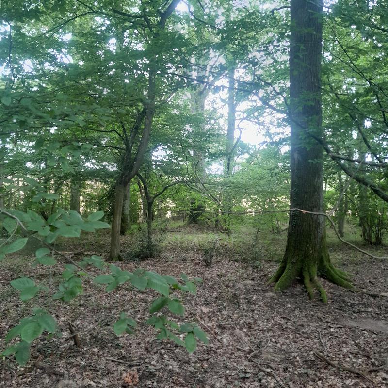 Etager les strates végétales pour la biodiversité