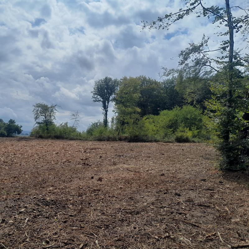 Broyage d'une parcelle forestière pour préparer le sol à une plantation
