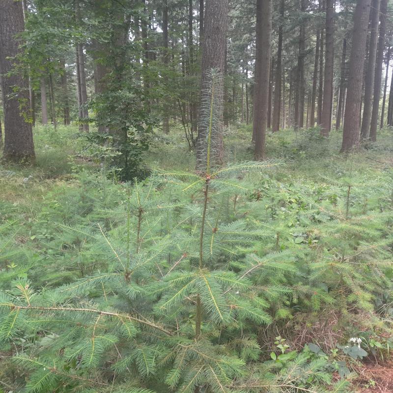 Régénération naturelle de douglas et de feuillus