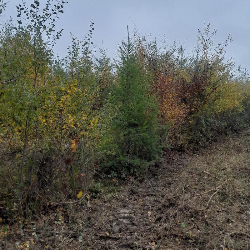 Plantation mélangée feuillus résineux