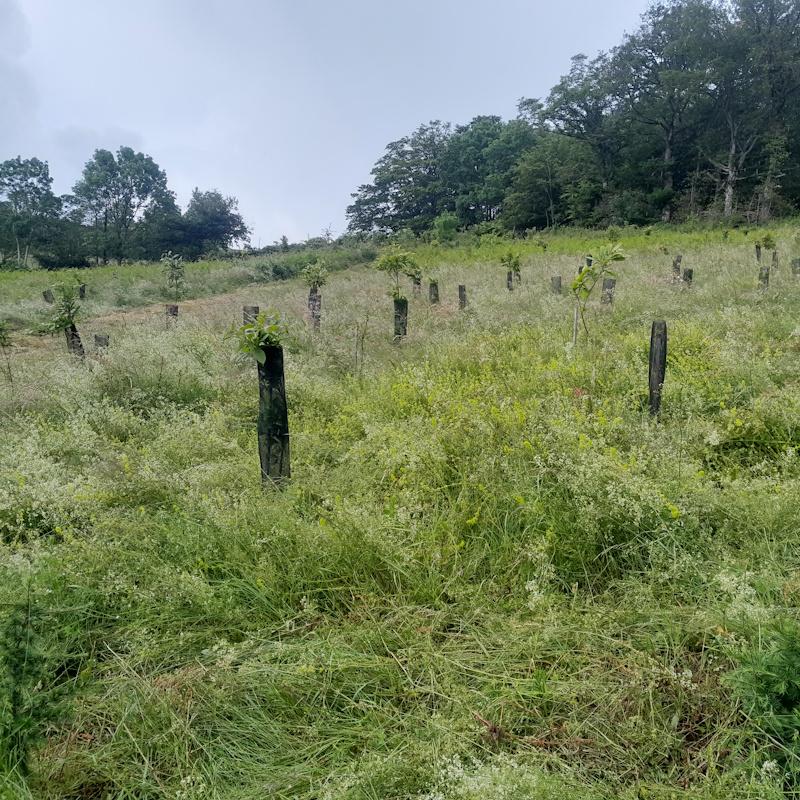 Plantation feuillue dans un ancien pré
