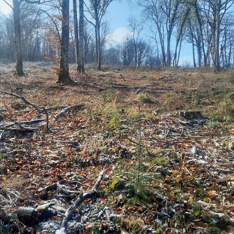 Plantation de douglas sous couvert feuillu