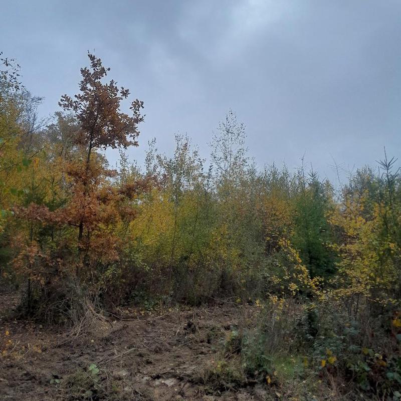 Régénération naturelle de chênes et plantation de douglas