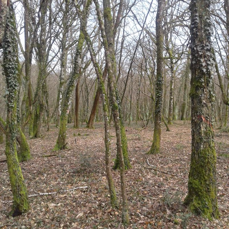 Taillis simple marqué pour une éclaircie