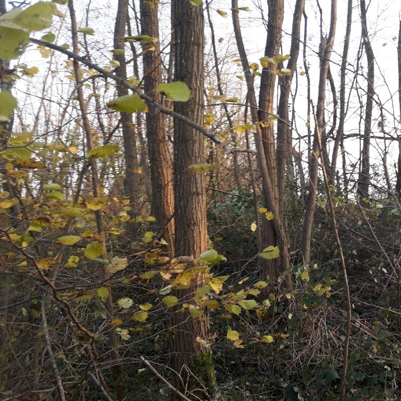 Taillis d'acacia sur pied