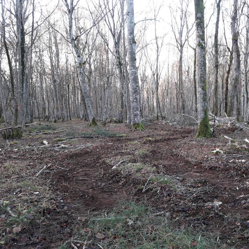 Chemin de débardage dans une parcelle feuillue