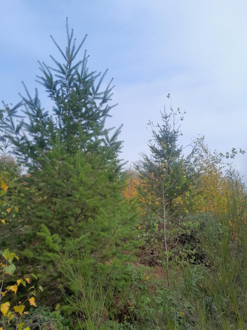 Les douglas de la plantation de Saint Laurent d'Andenay