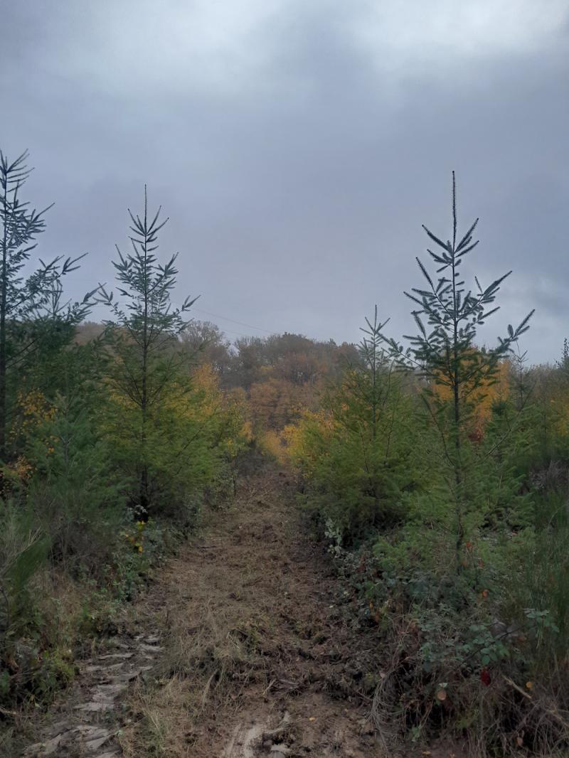 Les derniers entretiens de plantation viennent d'être réalisés