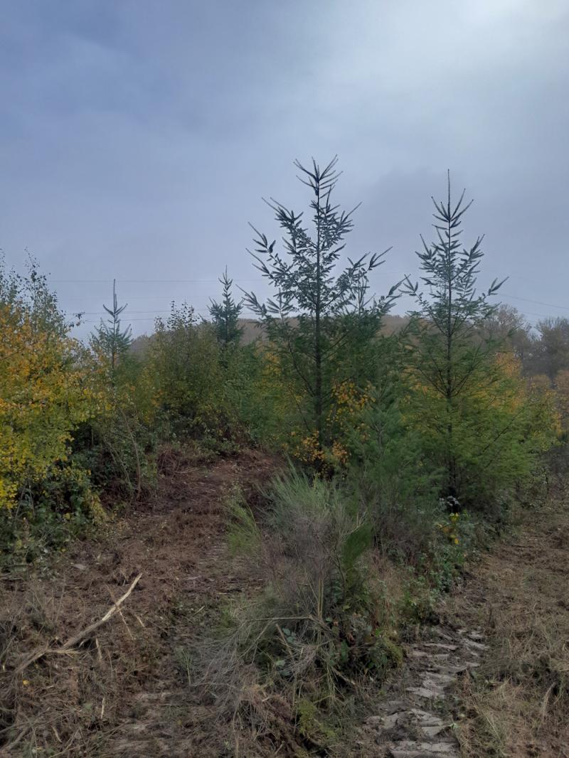 Un dégagement manuel complète le broyage interlignes