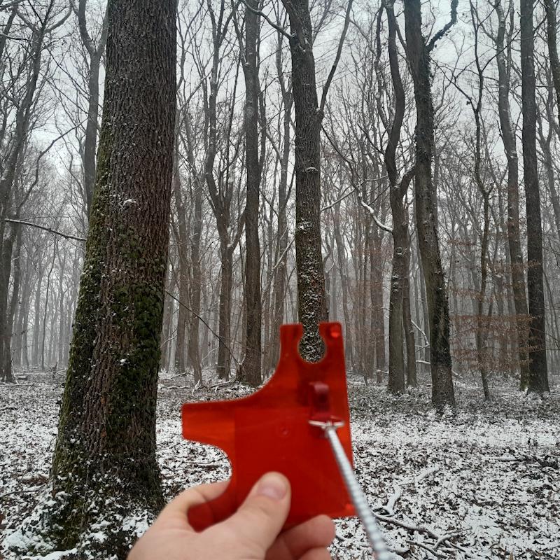 Mesure de surface terrière d'un peuplement de chêne 1m2