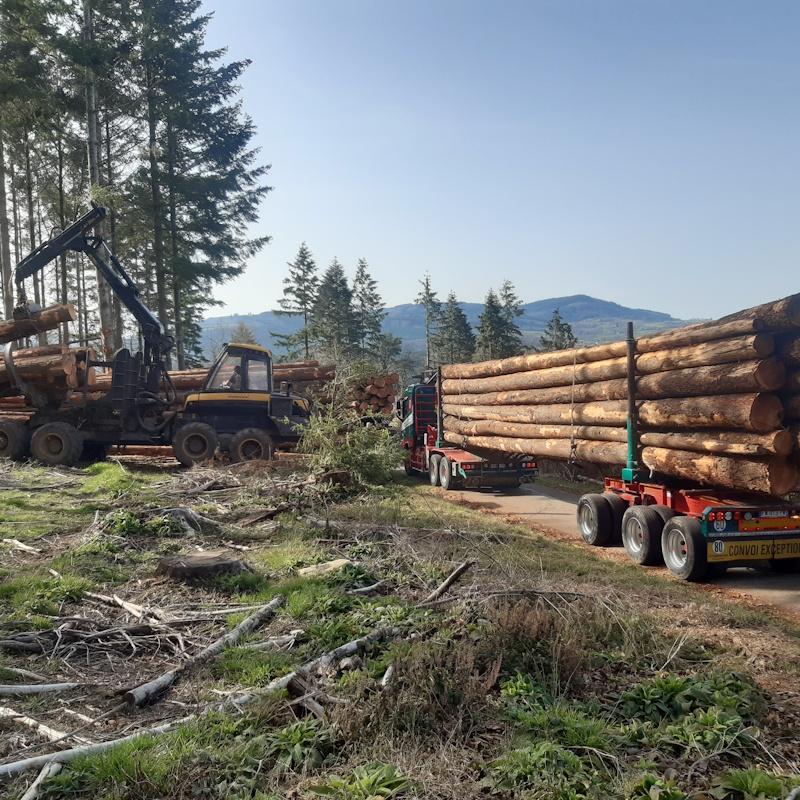 Exploitation de douglas, débardage et transport