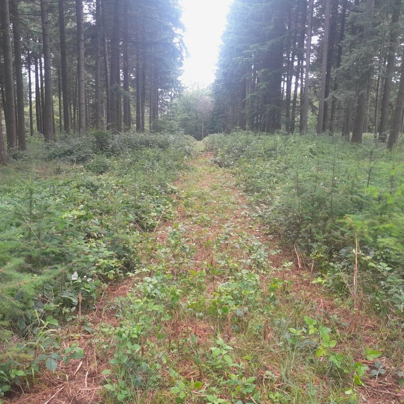 Entretien d'une régénération naturelle de douglas