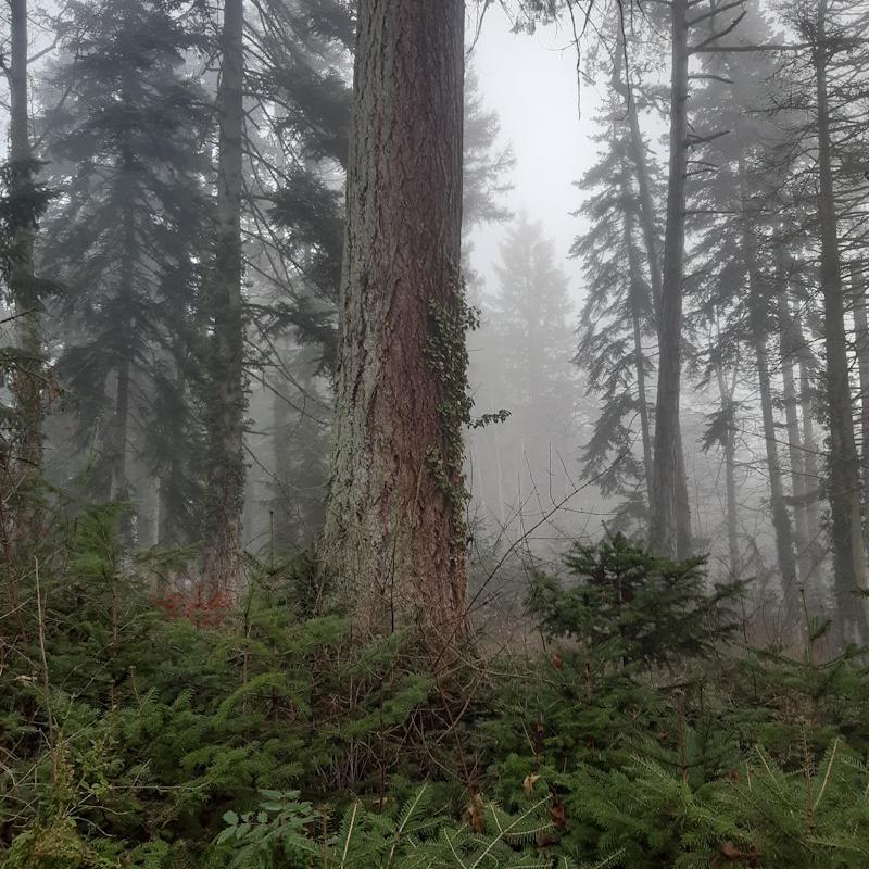 Régénération naturelle sous un très gros douglas