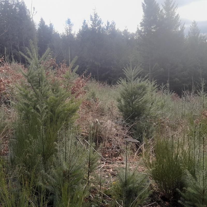 Jeune plantation de douglas