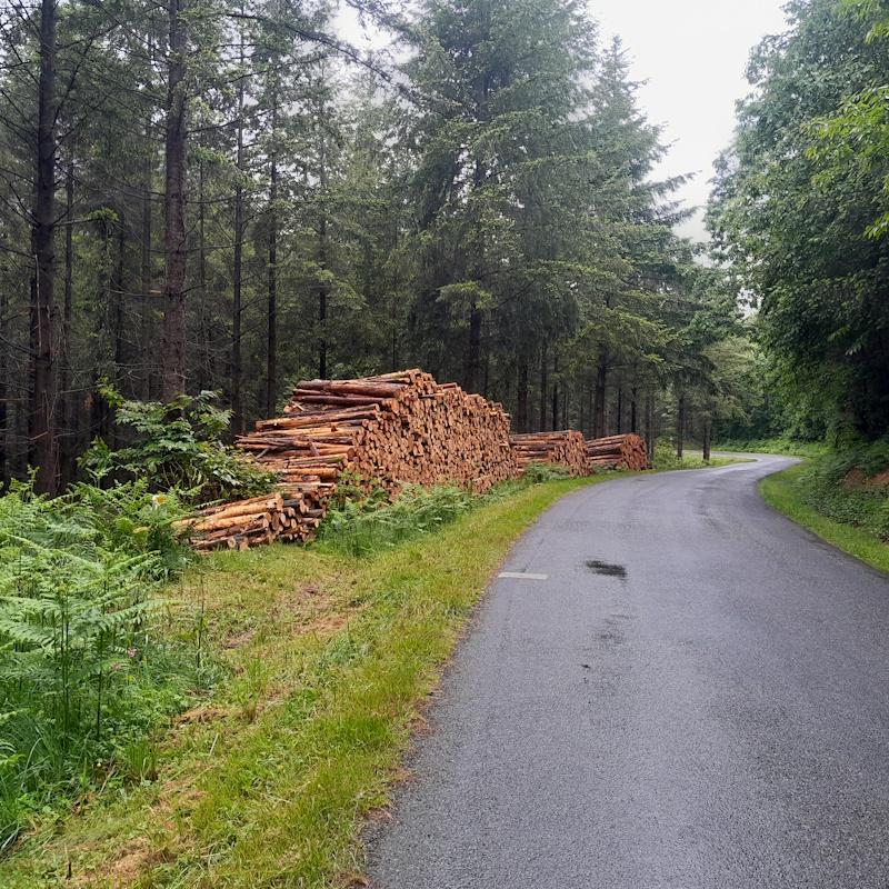 Billons de douglas bord de route