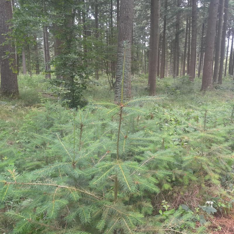 Régénération naturelle de douglas acquise
